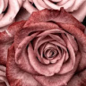 Meet your Posher, Daisy